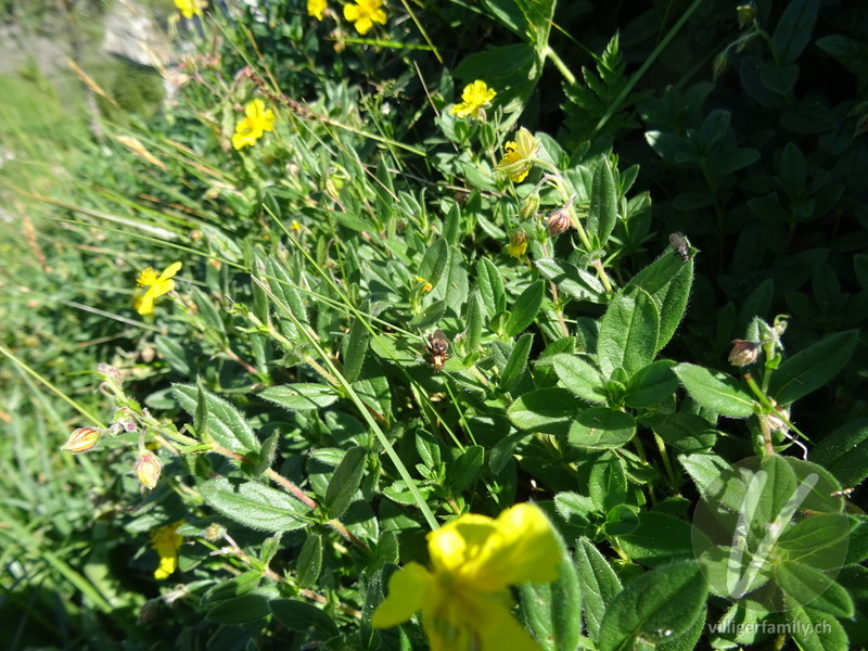 Gemeine Breitstirn-Blasenkopffliege: Übersicht